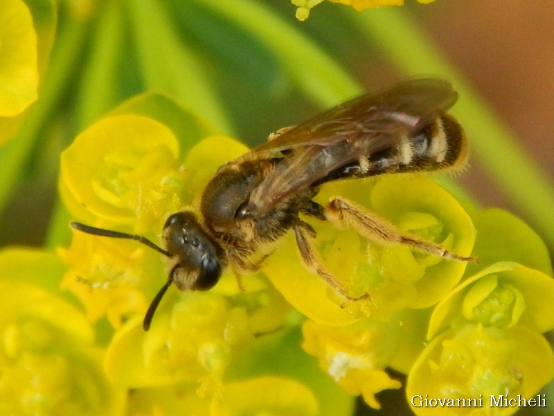 Apidae Halictinae: Halictus sp.